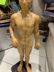 人體經絡穴位模型