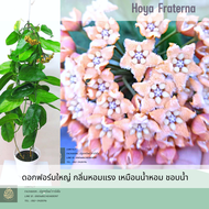 Hoya fraterna โฮย่า เฟอเทอร์น่า ดอกฟอร์มใหญ่ ไม้ดอก กลิ่นหอมแรง ส่งต้นติดดอก