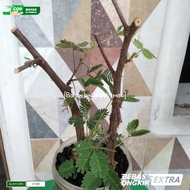 tanaman hias bahan bonsai putri malu hiasan taman