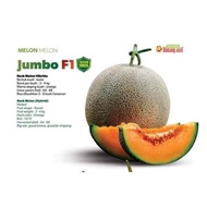 Benih Rock Melon Jumbo F1 ( 12pcs )