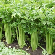 3000 เมล็ด คึ่นฉ่าย พันธุ์ต้นใหญ่ เมล็ดพันธุ์นอก Celery Seeds เมล็ดผัก