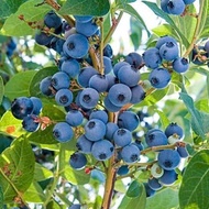 Bibit tanaman blueberry janfruit