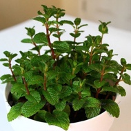 Edible Mint Seed Catnip Pot Four Seasons Indoor Balcony Easy to Plant Flower Seed