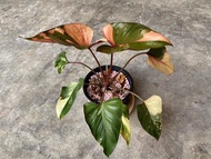 ต้นสเน่ห์จันทร์ดำ ด่าง ต้นไม้ ไม้ใบ rare Item