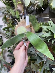 鹿角蕨孢子苗 附原廠牌