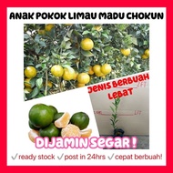 Rina • anak pokok limau madu chokun citrus sinensis hybrid cepat berbuah lebat fruit sapling Malaysia