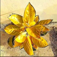 aglonema sultan brunei (tanaman hias aglaonema sultan br aaoyum 1035ox