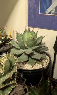 雷神嚴龍 | 龍舌蘭 | Agave