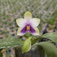 [ Species + Fragrant ] Phalaenopsis bellina var. coerulea Orchid