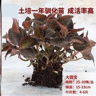 【熱賣】金線蓮種植苗金線蓮盆栽金線蓮小苗金線蓮盆栽苗金錢草苗新鮮盆景