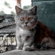 Kucing Munchkin Minuet ( Munchkin x Persian )