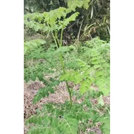 moringga serbuk kapsul 30 pcs