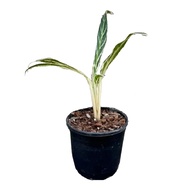 Fresh Aglaonema Bamboo Live Plant for Home Gardening Indoor Outdoor Decoration