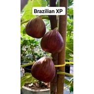Keratan pokok tin segar. Belian borong.Keratan buah Merah. BrazilianXP, Marroc23,Super Red Hibrid, M
