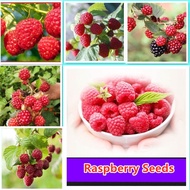 50 pcs Fruit seeds Benih buah-buahan Raspberry seeds/Biji benih pokok raspberry 树莓种子