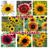 SUNFLOWER PLANT SEEDS BIJI BENIH POKOK BUNGA MATAHARI HIGH QUALITY SUN FLOWER SEED  BIJI BUNGA MATA HARI KUALITI TINGGI