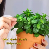 100% Original Japese Maple Seeds for Planting (50pcs/ Bag) Bonsai Maple Tree Golden Maple Seeds Trigle Maple Seeds Purple Maple Seeds Blue Maple Seeds Flower Seeds Potted Flower Plants for Sale Vegetable Easy To Germination Fast Grow In Singapore