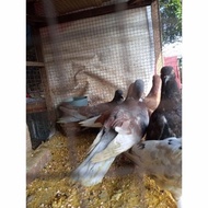 PREMIUM BURUNG DARA HIDUP - BURUNG MERPATI - BURUNG DARA
