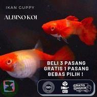 Ikan Guppy Albino Koi Gen King Koi Sepasang Top Grade