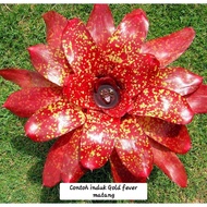 Bromeliad - Neo Gold Fever / Gha Garden House