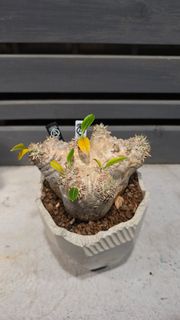 惠比須笑連 n/oh 植木鉢 塊根植物