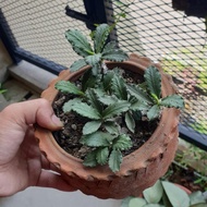 euphorbia tulearensis pot 12cm.