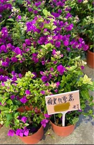 夜光九重葛8 吋盆2024/4月實物拍攝室內植物 觀葉植物 綠化植物42420
