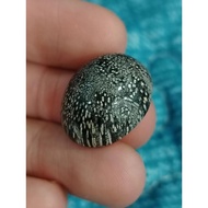 Permata Fossil Nibong Motif Dalmatian Rare Saiz 10Sen