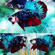 Ikan Cupang Hias Avatar (Gordon Nemo Vampire Kalimaya) @950K