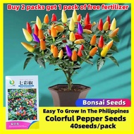 Benih Cili Pelangi Bonsai Rainbow Chili Pepper Seeds - 七彩椒种子 F1 Hybrid Rare Pepper Seeds for Plantin