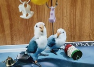 burung love bird murah lovebird biola blue prediksi betina