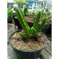 Banana cactus, ownroot cactus,/ cactus, mini cactus