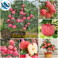 50seeds/pack Bonsai Apple Seeds for Planting Dwarf Apple Tree Seeds Balcony Fruits Potted Live Plants for Sale Real Plants Flower Seed Vegetable Plants Fresh Rare Fruit Tree Seedlings Plant Seeds for Garden