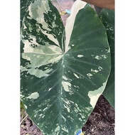 Colocasia Pink Army ( Fresh Cutting )