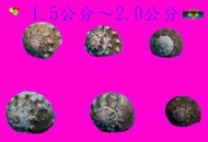 【寶物石坊】貝殼057~珠螺~沒有經過加工處理~寄居蟹替換殼~魚缸造景~室內擺設~diy材料包＃公仔 funko pop