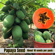 Delicious Dwarf Papaya Seeds for Sale (10pcs Seeds for Planting) Biji Benih Betik Organic Fruit Seed Edible Bonsai Fruit Plant Seeds Garden Biji Benih Buah Buahan Flower Seeds Vegetable Bonsai Tree Live Plant Indoor Air Plants Real Plants Benih Pokok Buah