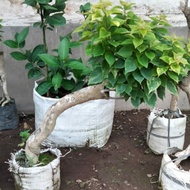 tanaman bakalan bonsai Bougenville batang besar