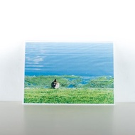 攝影明信片 | 湖畔的綠頭鴨-卑爾根-挪威 - 城市小旅行