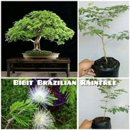 Bibit brazilian rain tree tanaman bonsai import