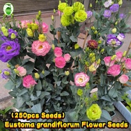 200 pcs/pack Mix Eustoma Grandiflorum Seeds Eustoma Grandiflorum Flower Seeds for Planting Garden Fl