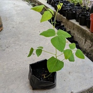 Pokok Kacang Sireh Kacang Botol Kacang Kelisa benih kacang botol