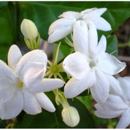 Jasmine Plant, Fragrant Flower, Pokok  Jasmine , Pokok Bunga Melur,  Pokok Melati