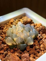 小穴OM玉露錦 經典薄皮透窗玉露錦 十二卷多肉雨林植物 潮流植物  龍舌蘭 塊根