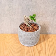 壽娘子 5寸水泥盆三葉草紋圖形風格 桌上型室內植物推薦