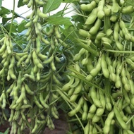 50pcs Biji Benih Kacang Bulu/Edamame seeds 毛豆种子