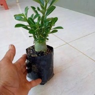 MURNISTORE PROMO!!ADENIUM KAMBOJA JEPANG BONSAI//ADENIUM BONSAI