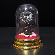 VERY RARE Leklai In Casing (力泥)  **MYL625**