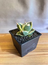 龍舌蘭 立可白錦 白覆輪 帶一有錦芽 連盆 多肉植物 非象牙宮 象足潻樹 塊根植物