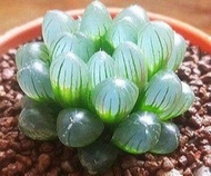 50 เมล็ดพันธุ์ เมล็ด ซักคิวเลนต์ หรือ ไม้อวบน้ำ กระบองเพชร ฮาโวร์เทีย (Haworthia) Succulent seeds อัตราการงอก 80-85%