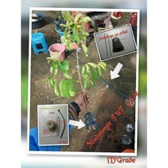 TUT POKOK ( PELBAGAI POKOK ) 8 PCS . POKOK TIN . BERRY . PELAM / TUT POKOK / JIFFY 50MM / PEAT PALLE